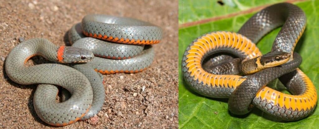Northern Ring-neck Snake