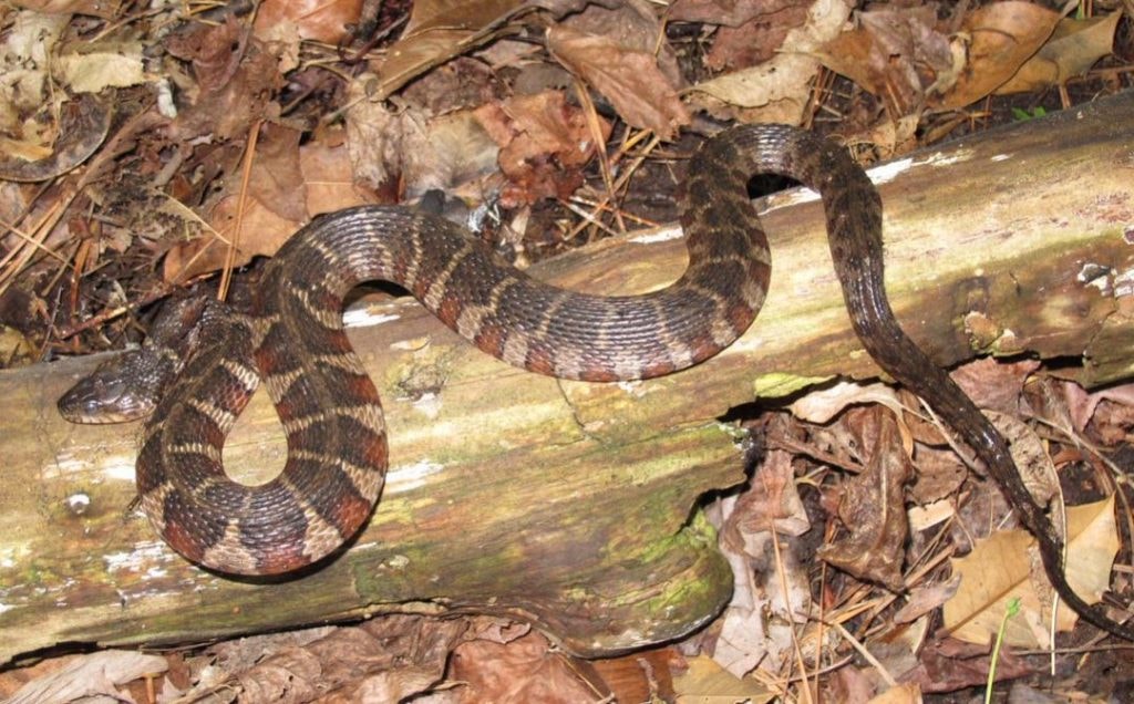 Northern Water Snake